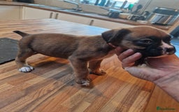 Boxer dogs for sale: Beautiful litter of KC reg bobtail boxer pups - Image 13