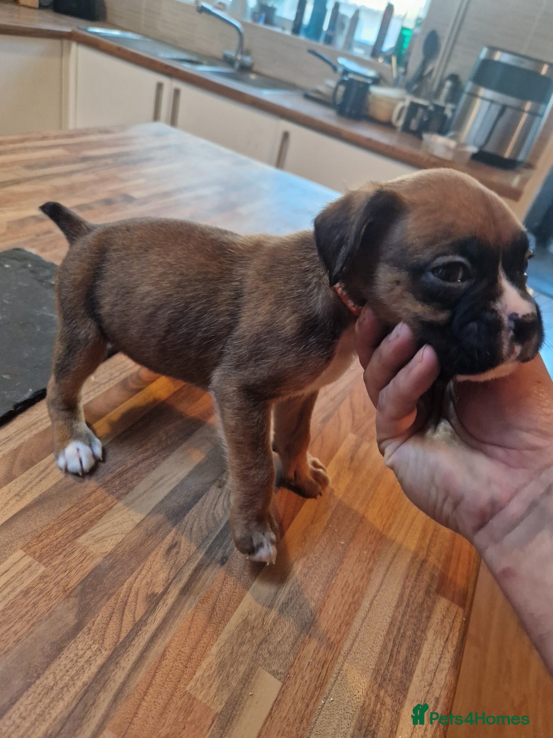 Boxer dogs for sale: Beautiful litter of KC reg bobtail boxer pups - Image 13