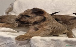 Irish Terrier dogs for sale: Home raised Irish terrier  - Image 22