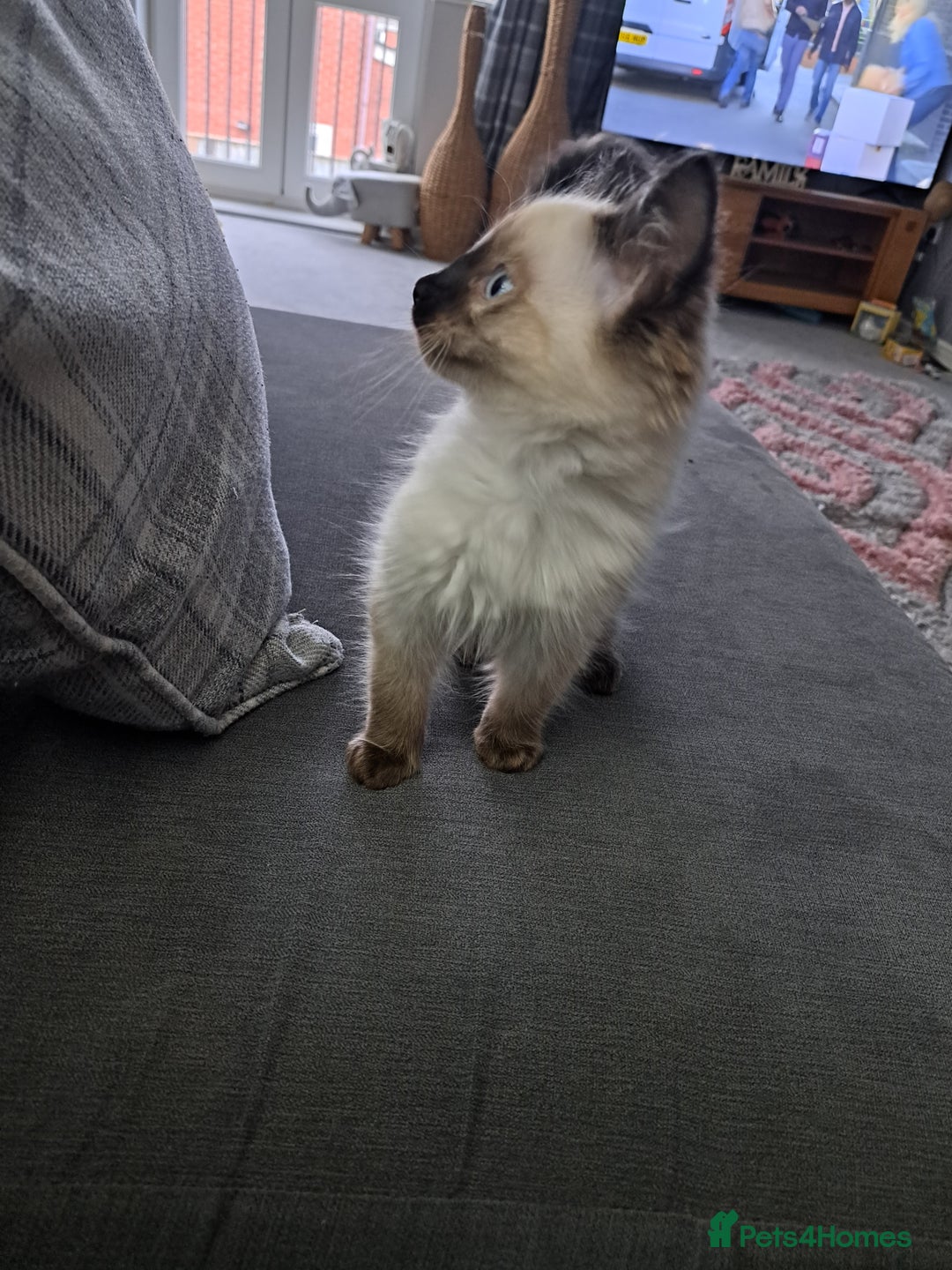 Ragdoll cats for sale: Ragdoll kitten - Image 5