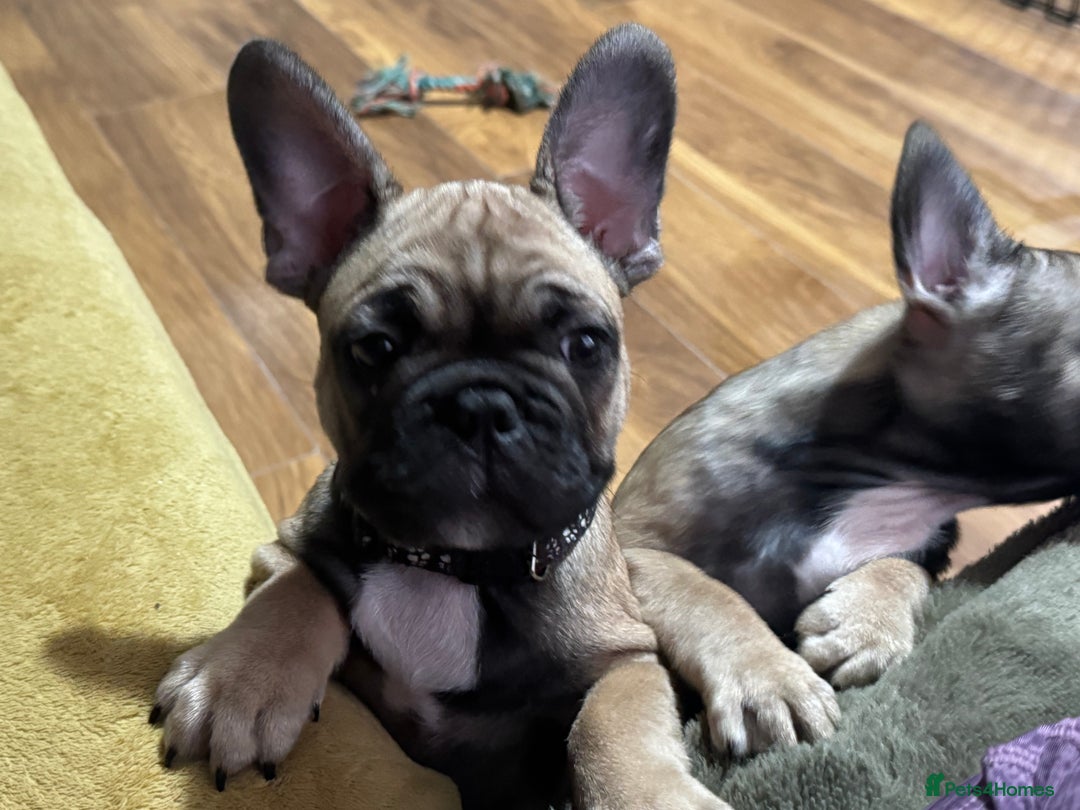 French Bulldog dogs for sale: KcFrenchiePup-HealthTestedParents-Lastone-Readynow in Derby - Image 6