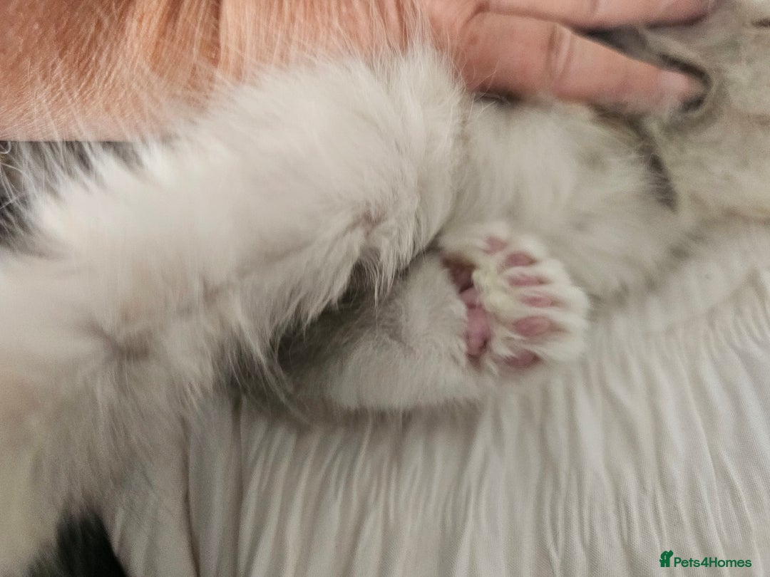 Maine Coon cats for sale:  TICA Maine coon kittens ready to leave - Advert 21