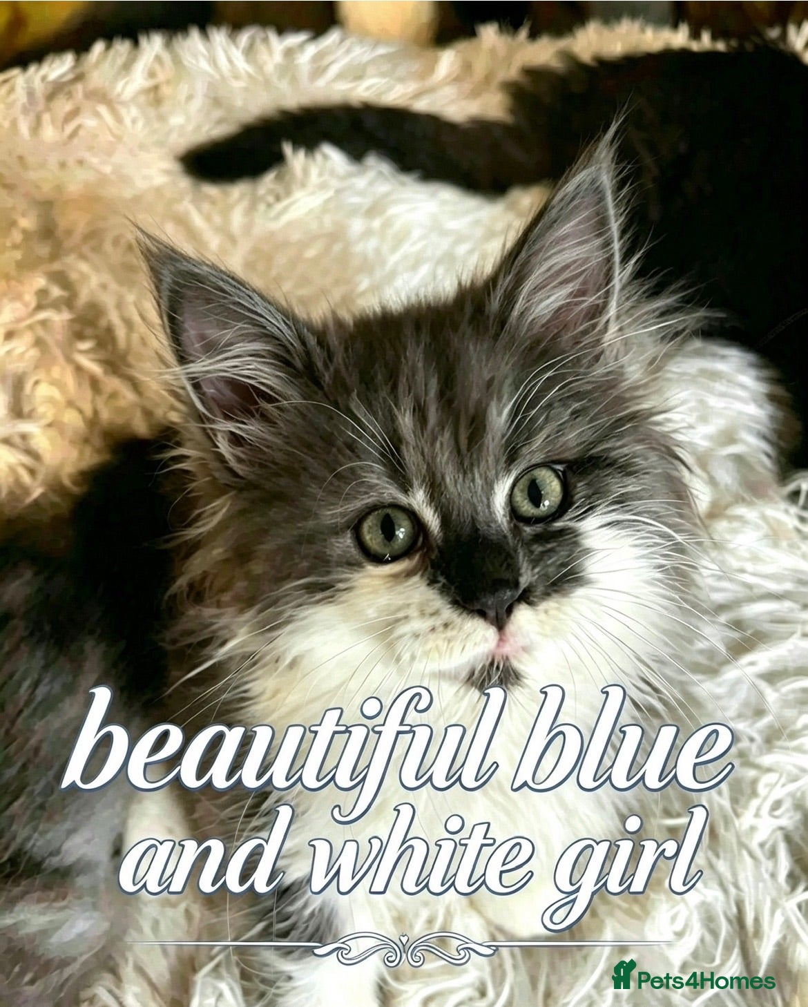 Maine Coon cats Mainecoon babies ready now rare chocolate brown - Advert 2