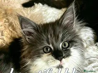Maine Coon cats Mainecoon babies ready now rare chocolate brown - Advert 2