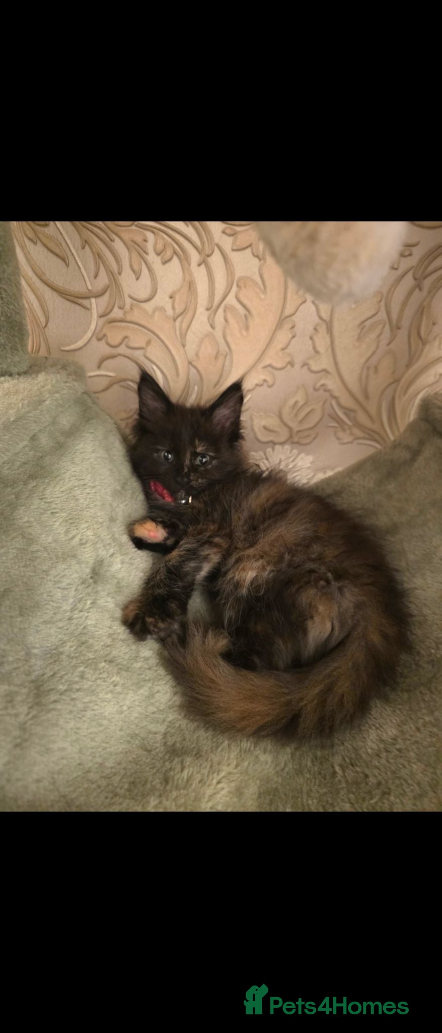 Maine Coon cats  Maine Coon kitten looking for a loving new home.  - Advert 6