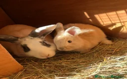 Mini Lop rabbits for sale: 2 baby giant mix rabbits - Image 6