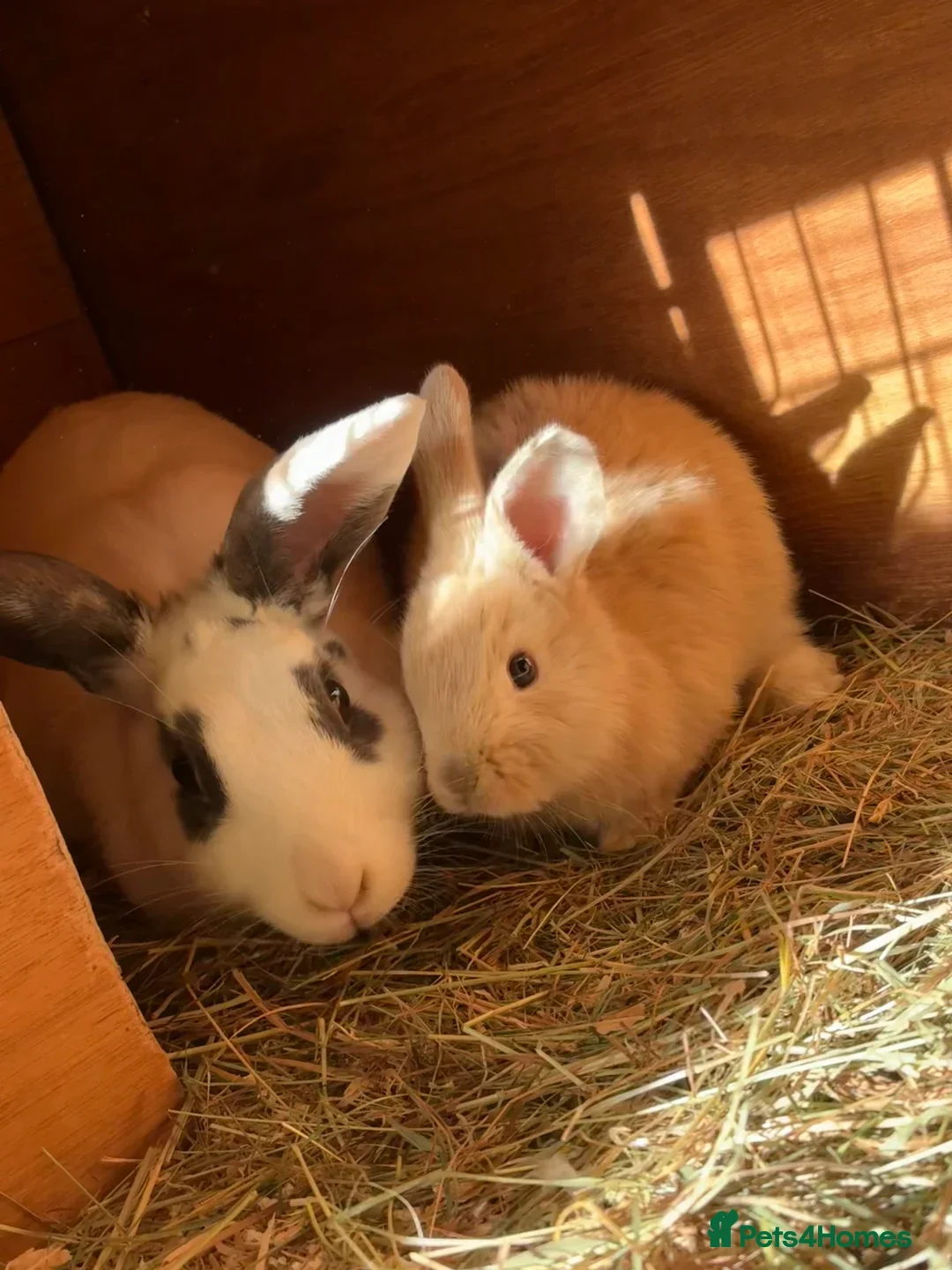 Mini Lop rabbits for sale: 2 baby giant mix rabbits - Image 6