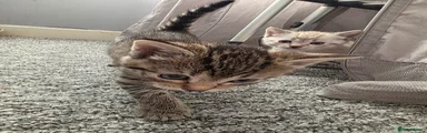 Female tabby
