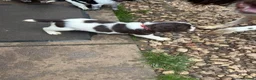 English Springer Spaniel dogs for sale: Springer spaniel puppies  - Advert 2