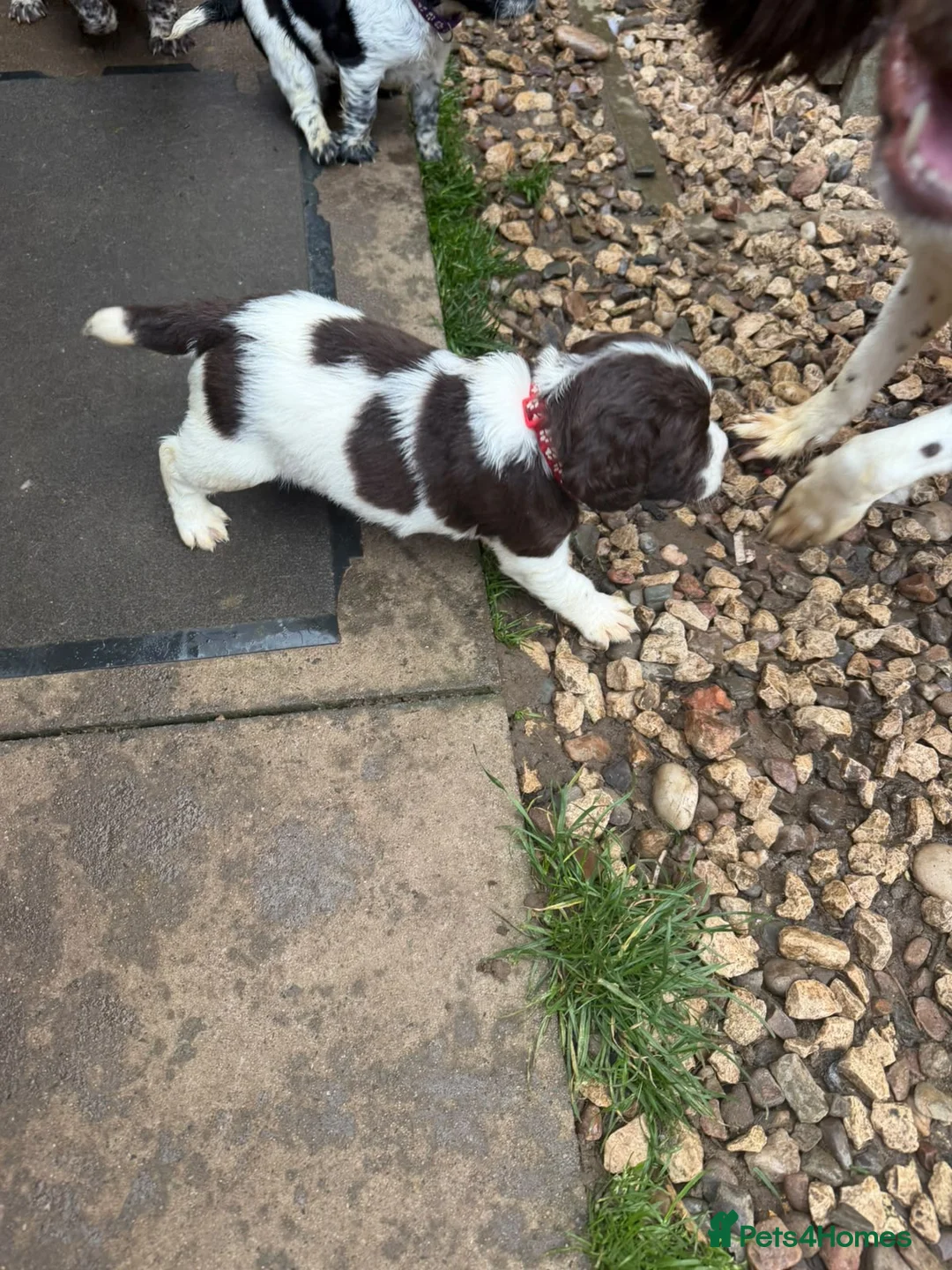 English Springer Spaniel dogs for sale: Springer spaniel puppies  - Advert 2