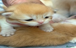 British Longhair cats for sale: GCCF reg BLH Black and Chocolate Golden kittens - Image 11