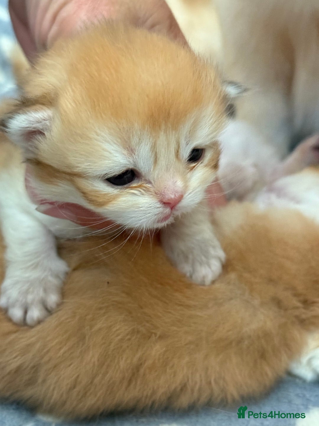 British Longhair cats for sale: GCCF reg BLH Black and Chocolate Golden kittens - Image 11