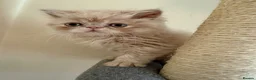 Persian cats for sale: GCCF registered cream Persians 💙 - Advert 18