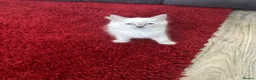 Ragdoll cats for sale: 2 beautiful blue point ragdolls kitten left  - Advert 6