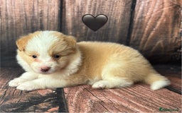 Border Collie dogs for sale: Quality Show Line KC Border Collie Males💙 - Image 9