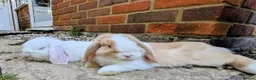 Mini Lop rabbits for sale: 2x PURE BRED mini lops - Advert 3