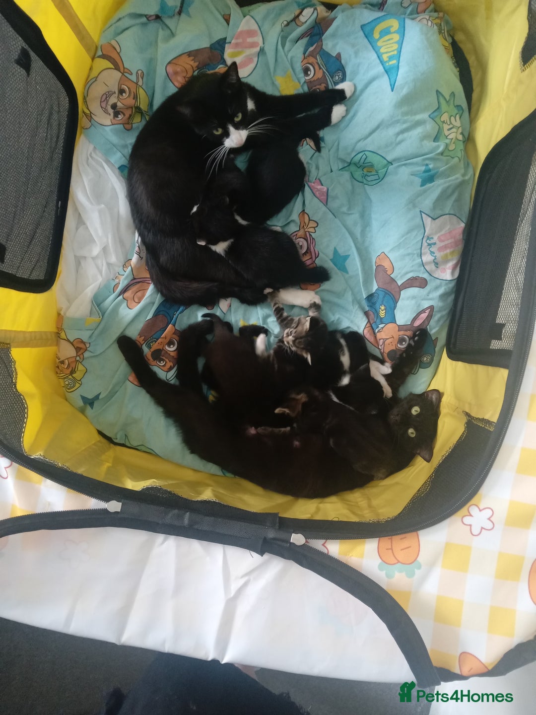 Bengal cats for sale: 2 beautiful kittens  - Image 3