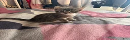 Mixed Breed cats for sale: 8 gorgeous kittens  - Advert 11