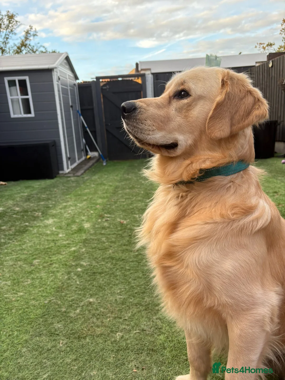 Golden Retriever dogs for sale: Golden retriever puppies  - Advert 2