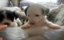 Jackapoo dogs for sale: 4 beautiful jackapoo boys - Image 12