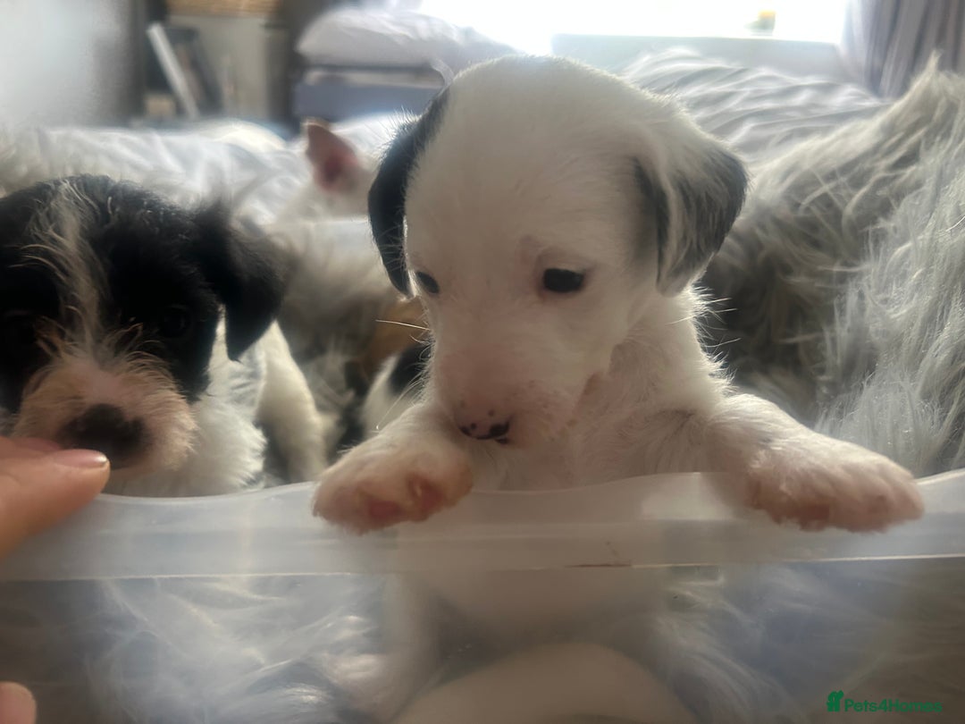 Jackapoo dogs for sale: 4 beautiful jackapoo boys - Image 12