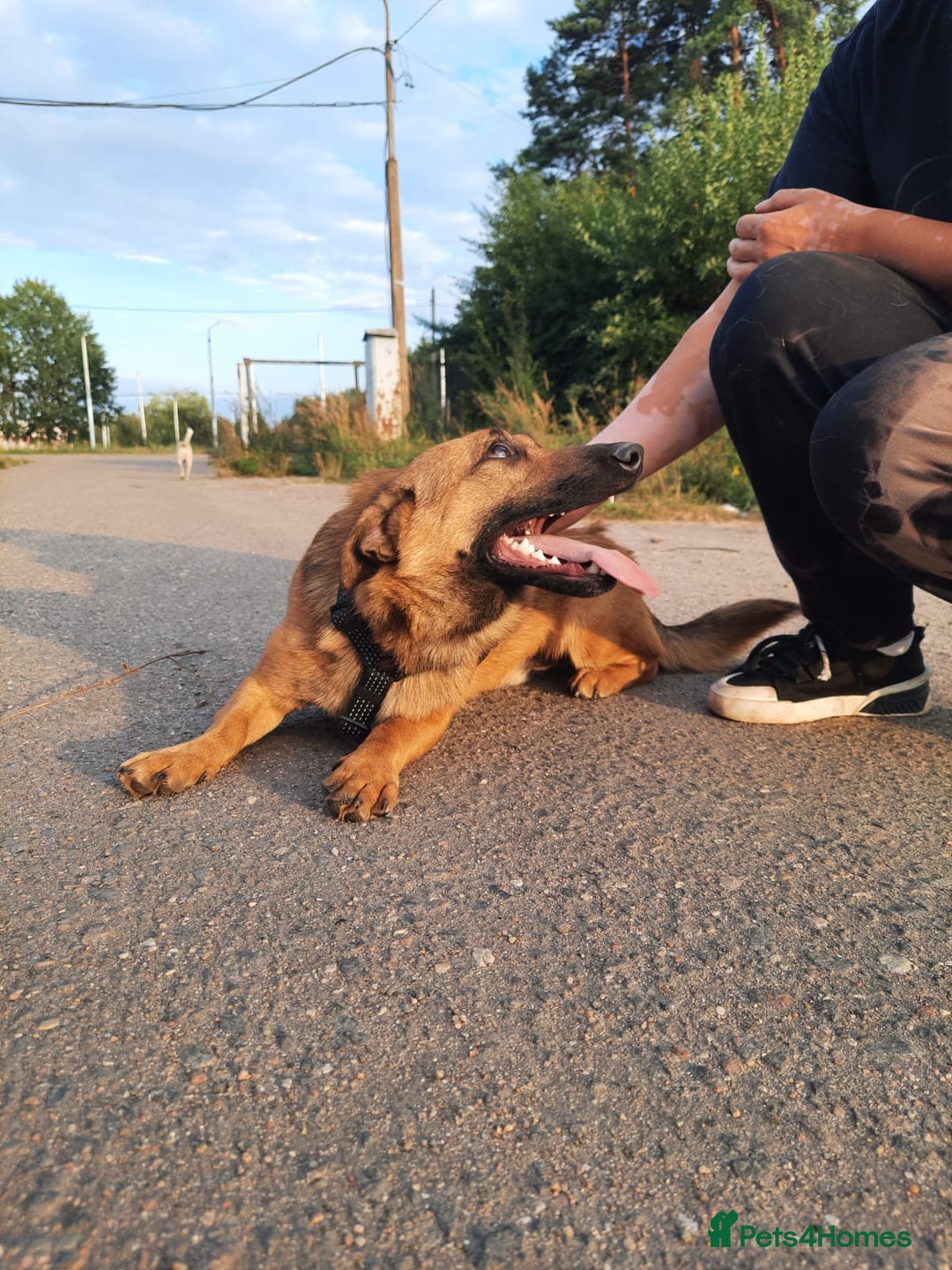 Mixed Breed dogs for adoption: 💙🐶 ROCKY 🐶💙 - Image 3