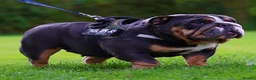 English Bulldog dogs for sale: ⭐️ ENGLISH BULLDOG PUPPIES ⭐️ - Advert 4
