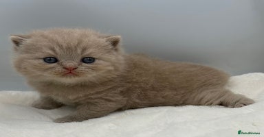 British Shorthair cats - Advert 1