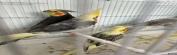 Cockatiels birds for sale: Cockatiels  - Advert 6