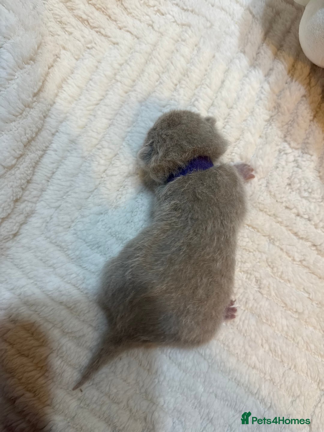 British Shorthair cats for sale: Pure British Shorthair Kittens😻🥇🏆Champion Line - Image 17