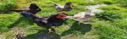 Chickens poultry for sale: Indian game, shamo, English game - hatching eggs in Hungerford - Advert 5