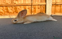 Continental Giant rabbits for sale: Baby giants  - Image 9
