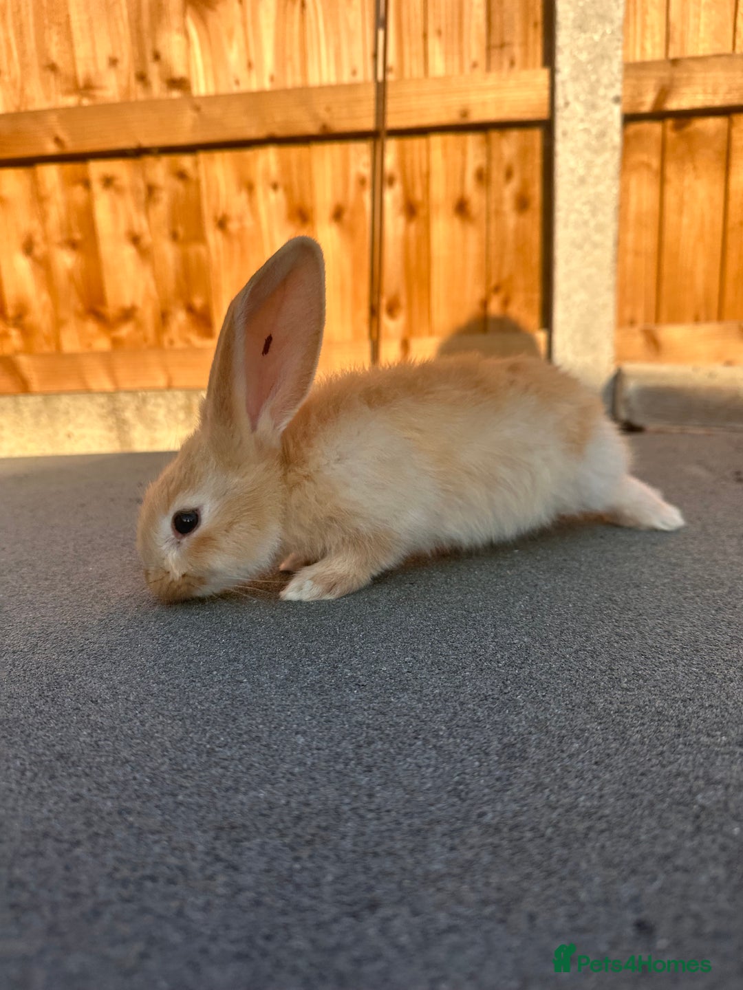 Continental Giant rabbits for sale: Baby giants  - Image 9
