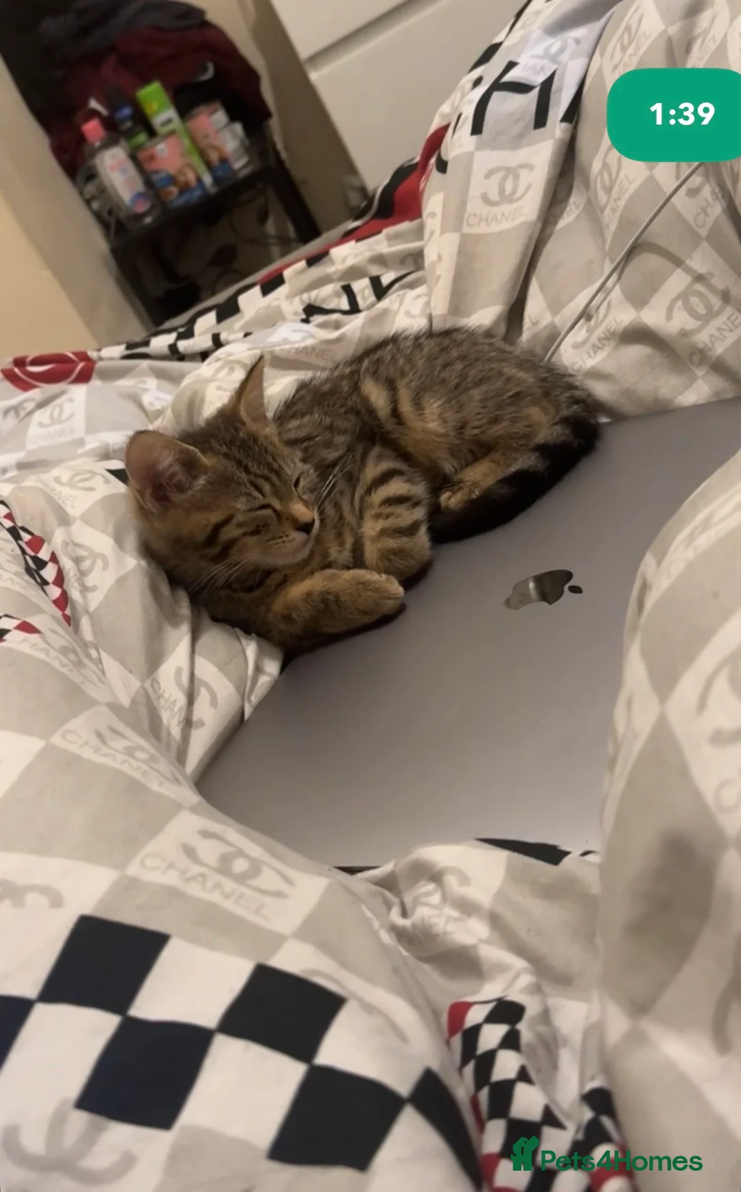 Mixed Breed cats for sale: Luna  in Rochdale - Advert 2