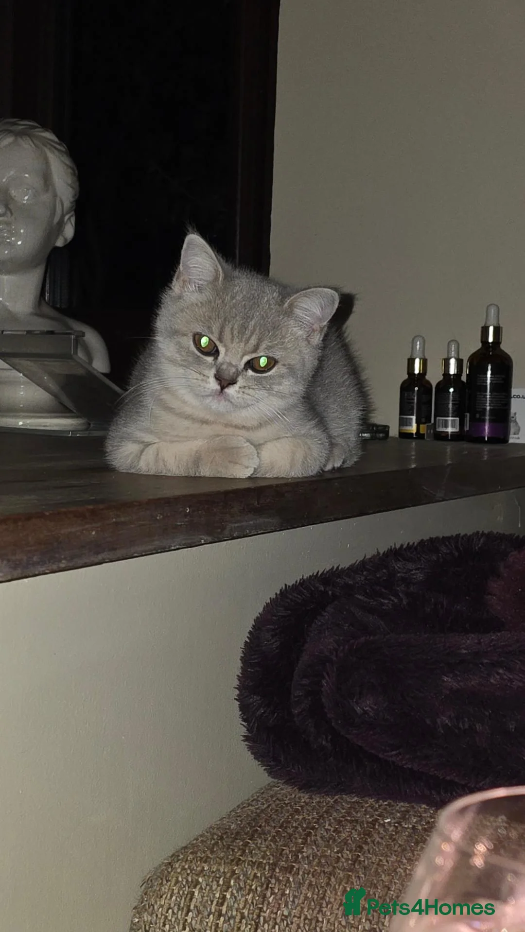 British Shorthair cats for sale: Shy little lady - Advert 2