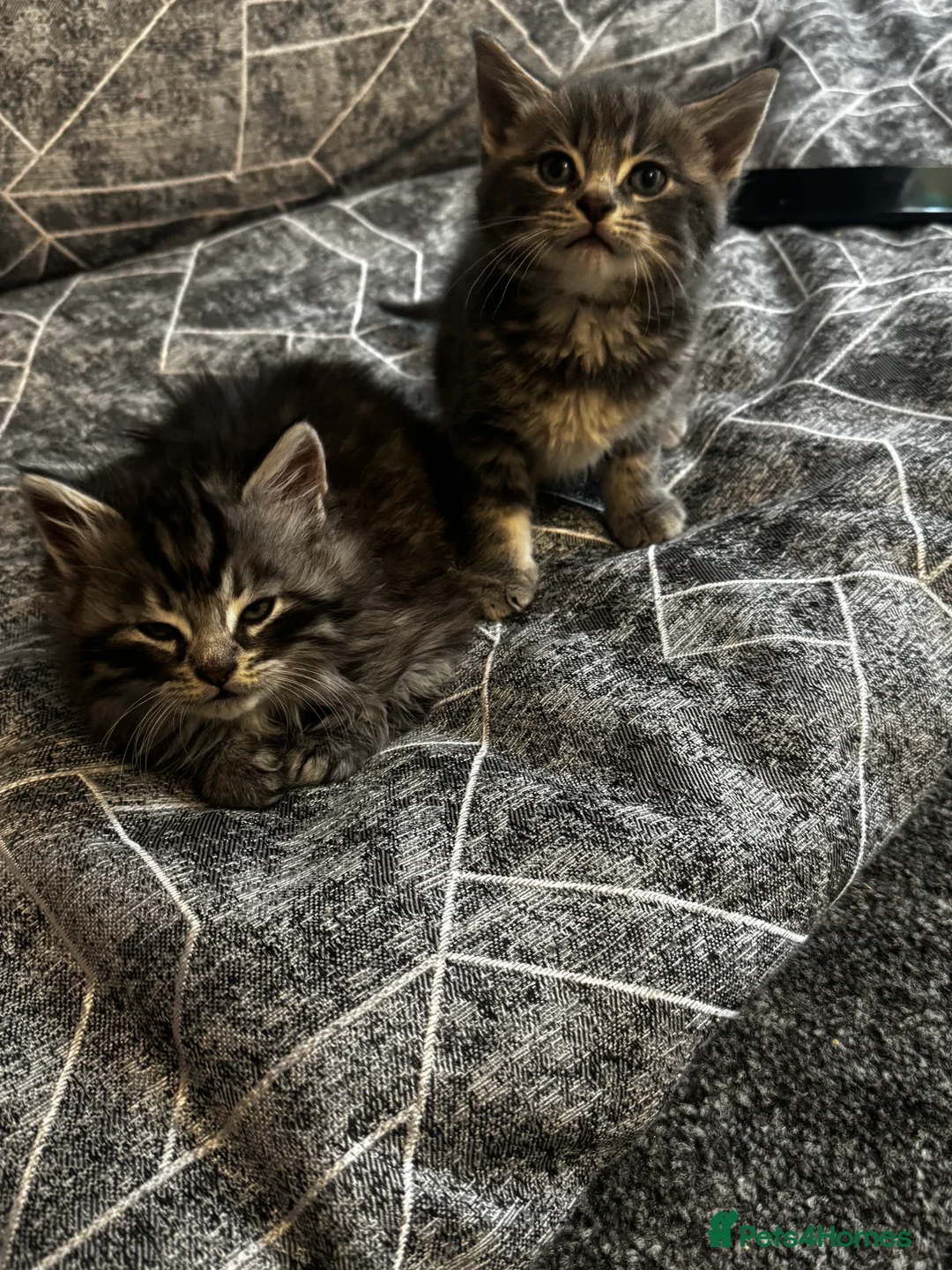 British Longhair cats for sale: Kittens - Advert 16