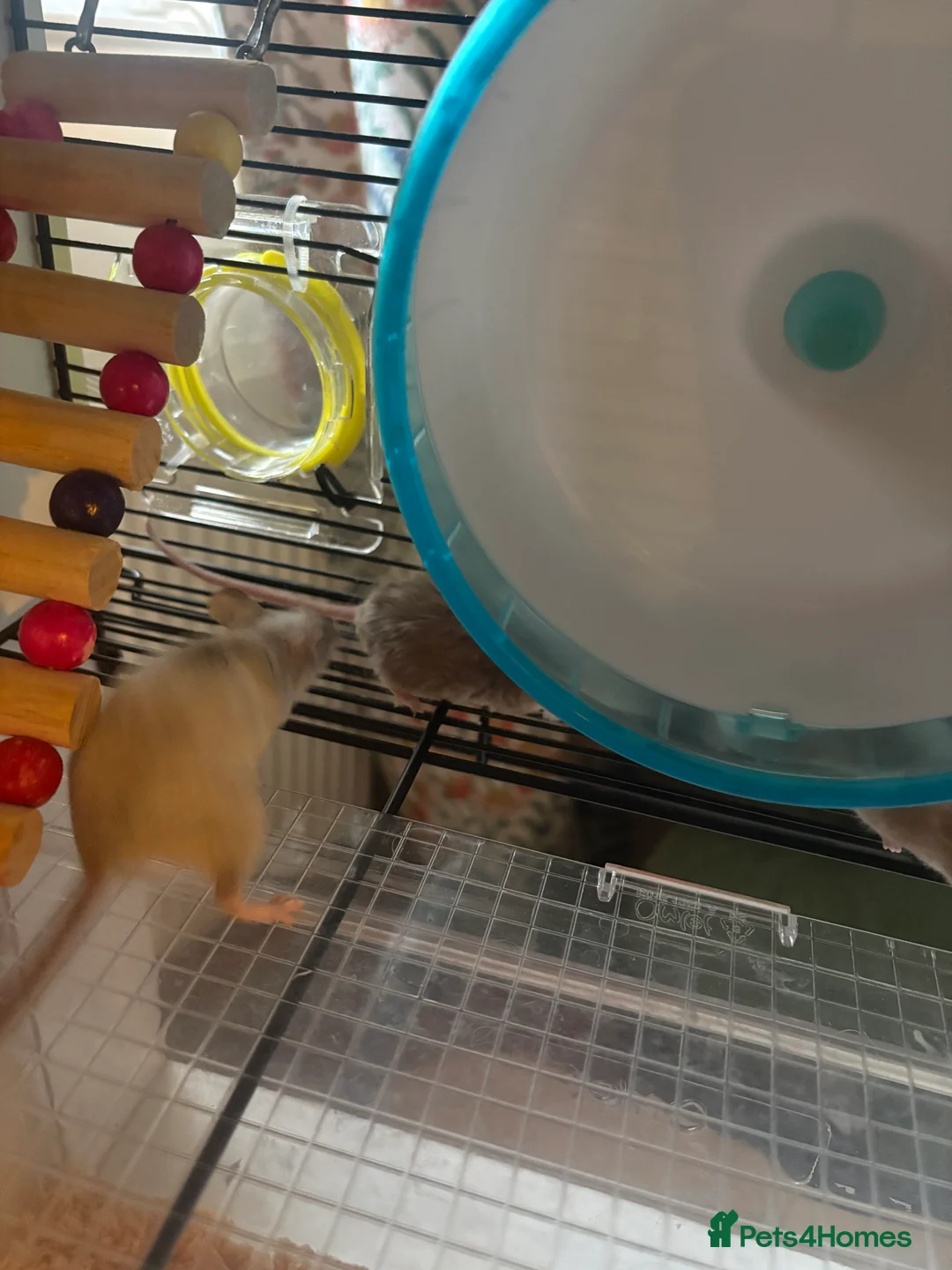 Mouse rodents for sale: 4 x Female Mice with Omlet cage and full set up  - Advert 8