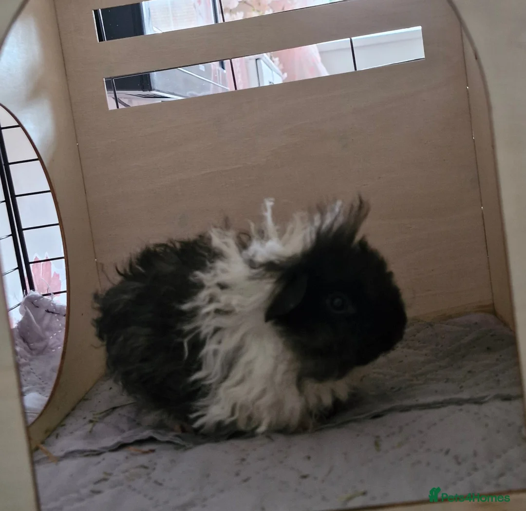 Guinea Pig rodents for sale: Lunkarya guinea pig baby boy - Advert 1