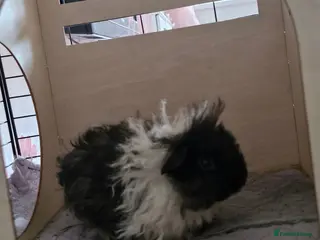 Guinea Pig rodents Lunkarya guinea pig baby boy - Advert 1