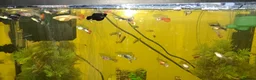 Live Bearers fish for sale: guppies in Thame - Advert 3