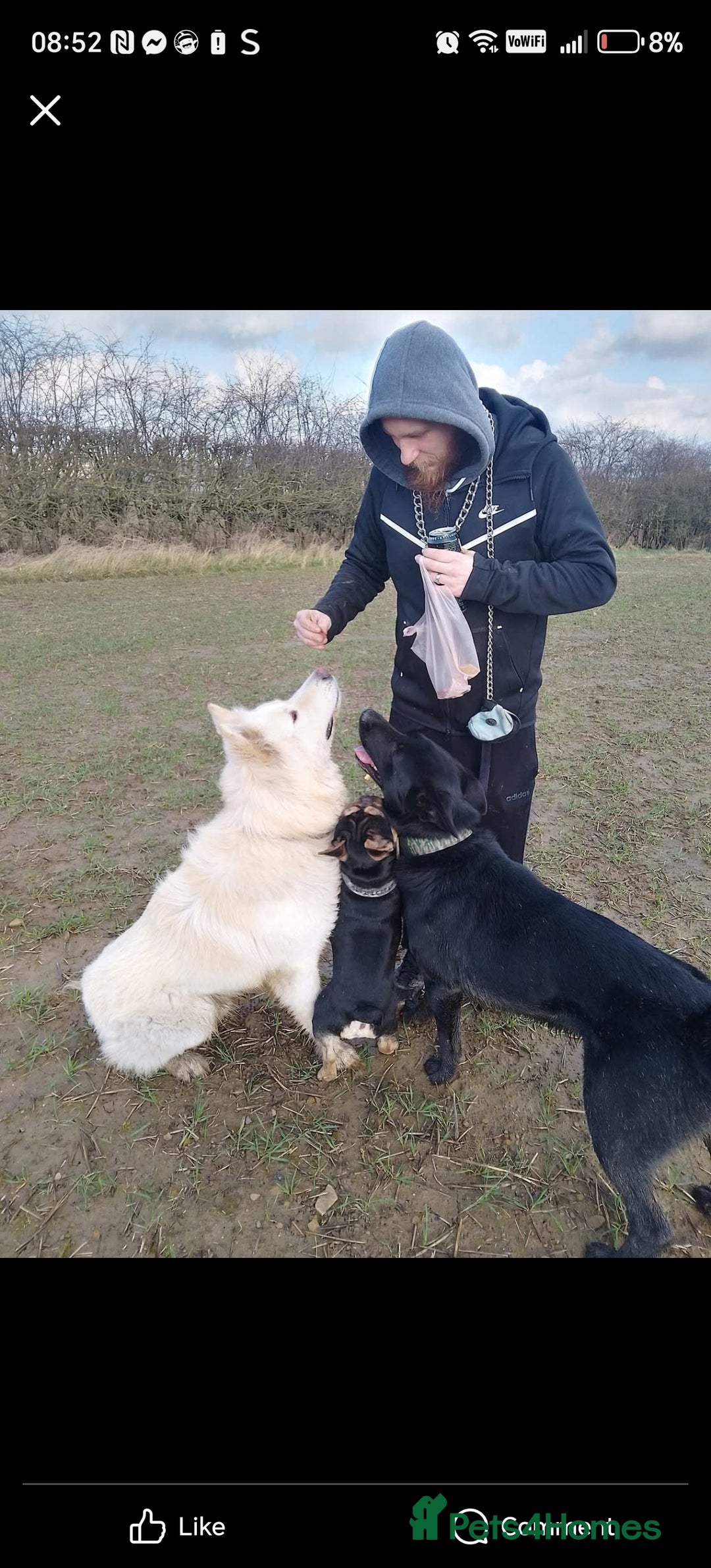 German Shepherd dogs for sale: Keiko - Image 4