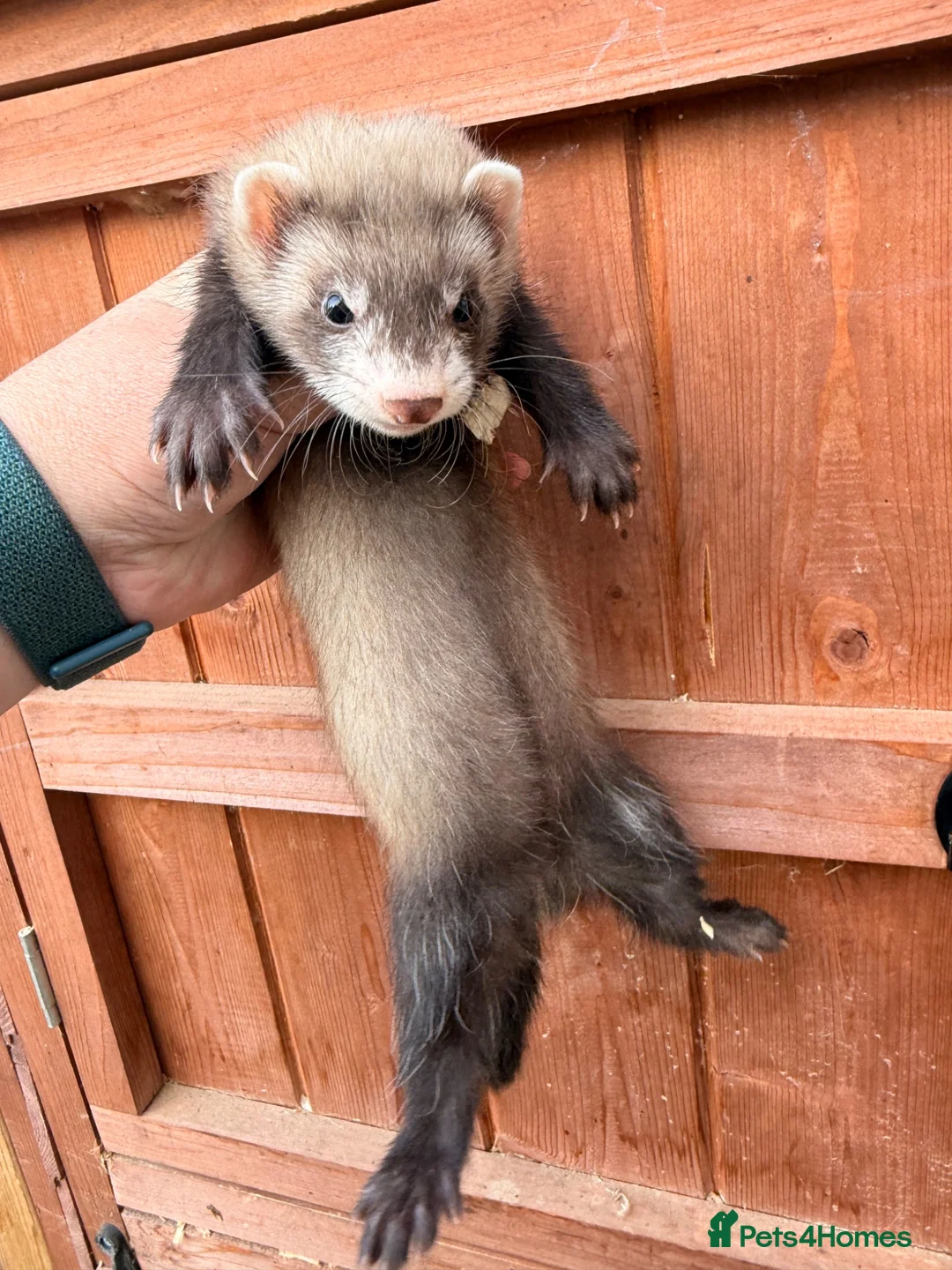 Ferret rodents for sale: Ferrets for sale Jill’s and hobs - Advert 2