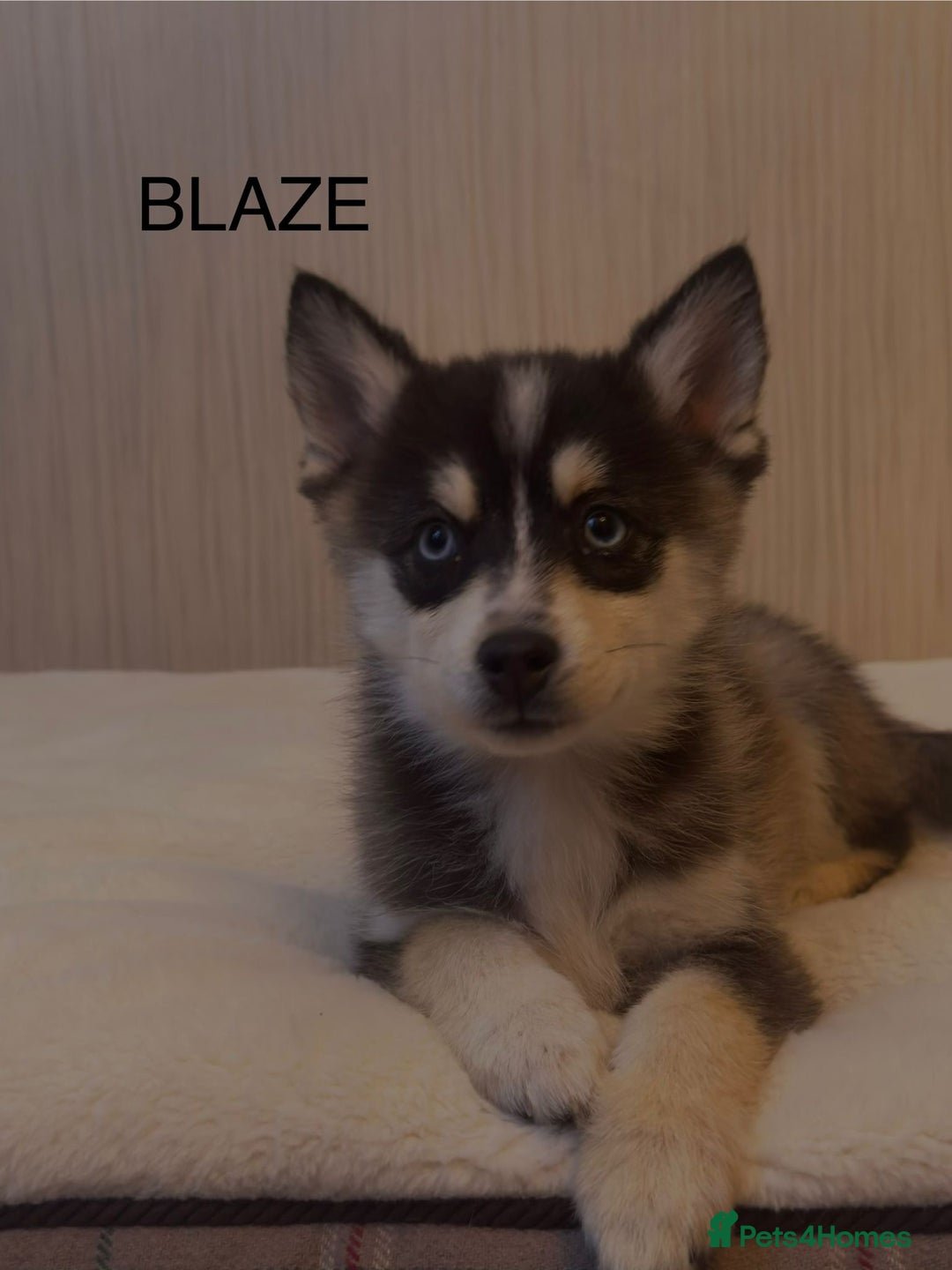 Pomsky dogs for sale: 2 Boys leftStunning Blue eyed F4 Pomsky pups - Advert 6