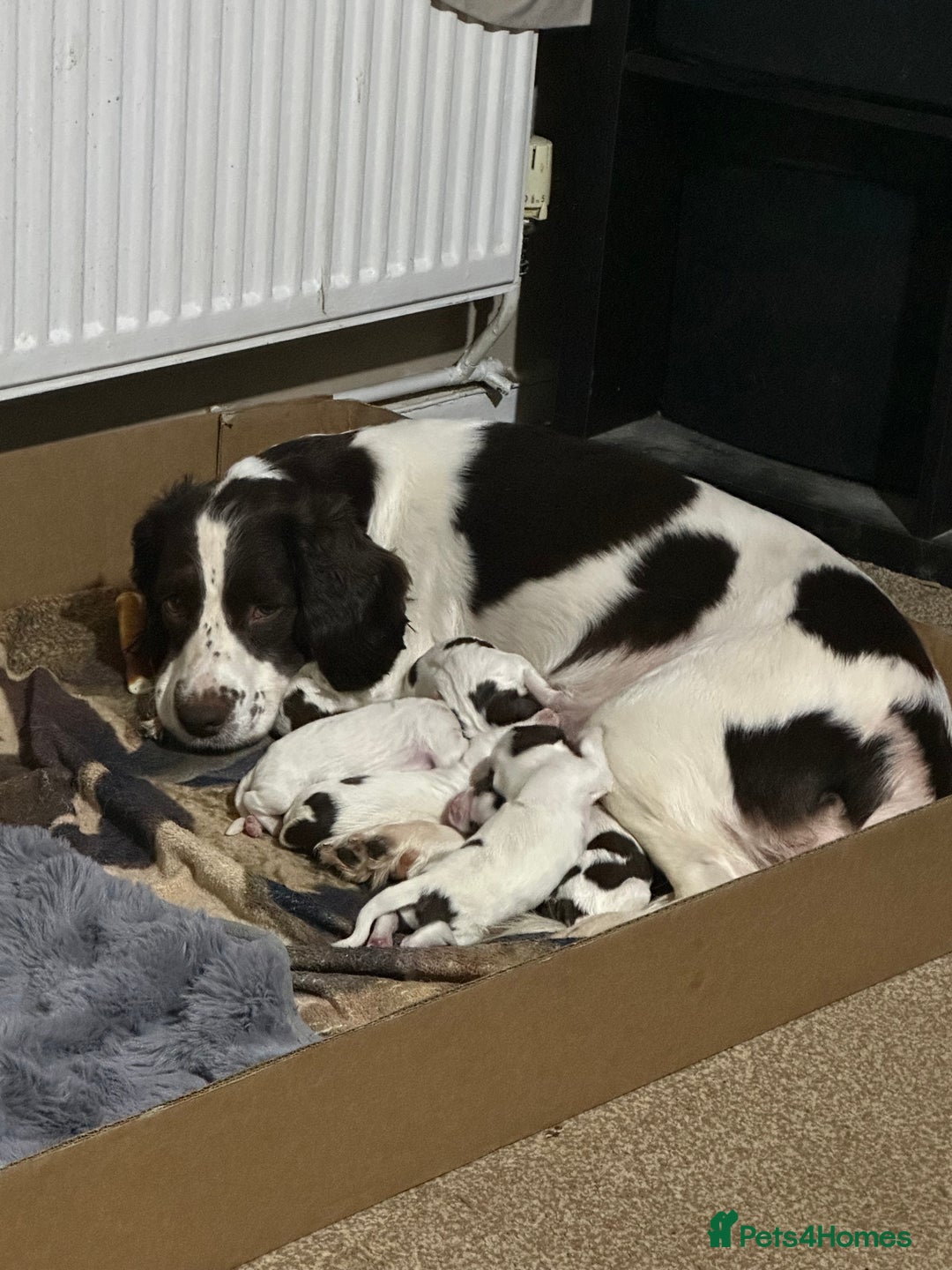 English Springer Spaniel dogs for sale: 7 beautiful puppies  - Advert 1