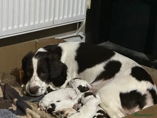 English Springer Spaniel dogs 7 beautiful puppies - Advert 2