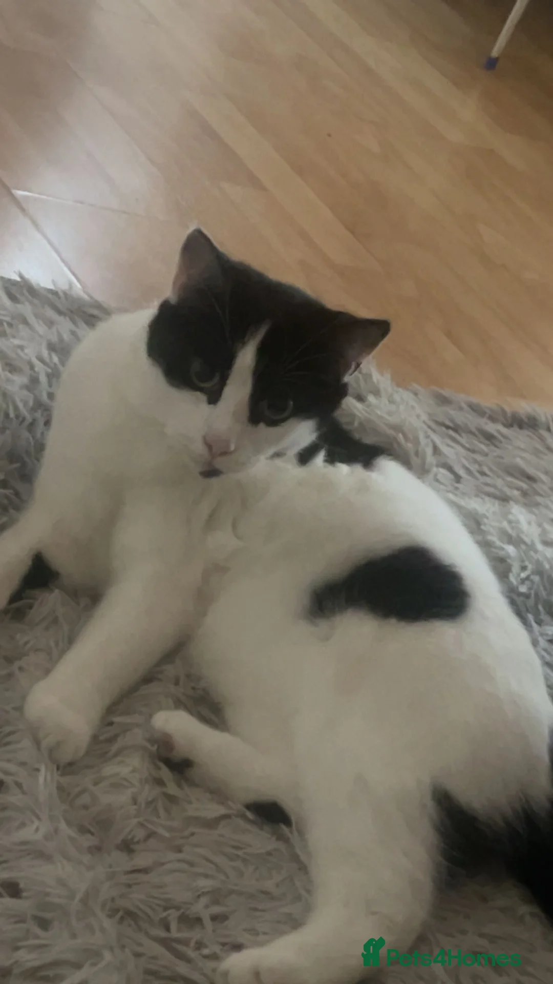 British Shorthair cats for sale: Male cat  in Nottingham - Advert 1