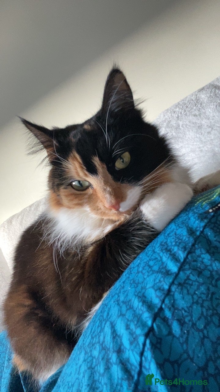 Domestic Shorthair cats for sale: Playful Cat  in West Bromwich - Advert 3