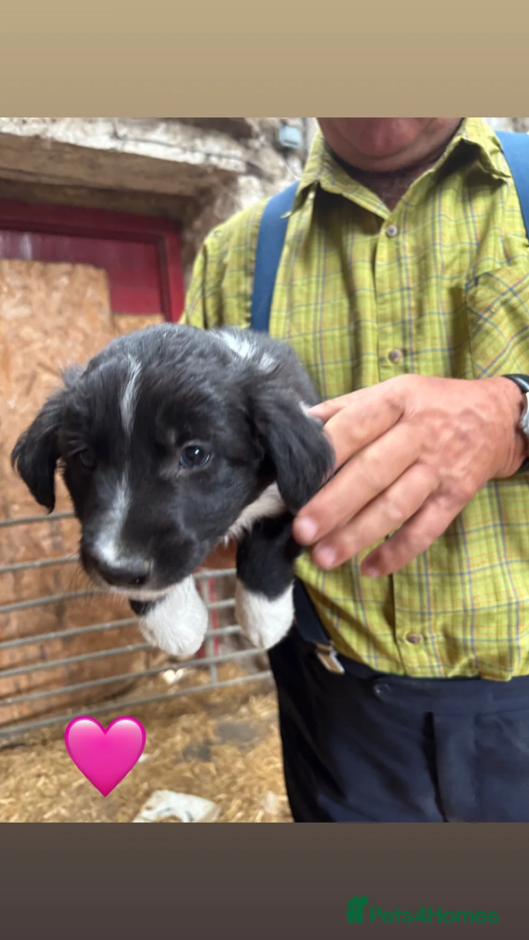 Border Collie dogs for sale: Border collie pups  - Advert 2