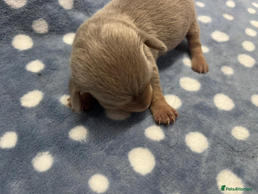 Miniature Dachshund dogs for sale: ⭐️🐾💖💙KC REG💙💖🐾⭐️5 star breeder   - Advert 10