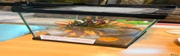 Tarantulas invertebrates for sale: Chile rose pumpkin patch plus enclosures - Advert 2
